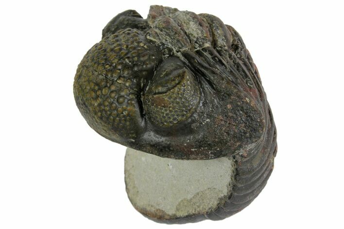 Bargain, Enrolled, Pedinopariops Trilobite - Mrakib, Morocco #165881